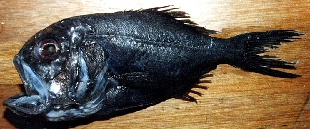 Hoplostethus cadenati_02.jpg